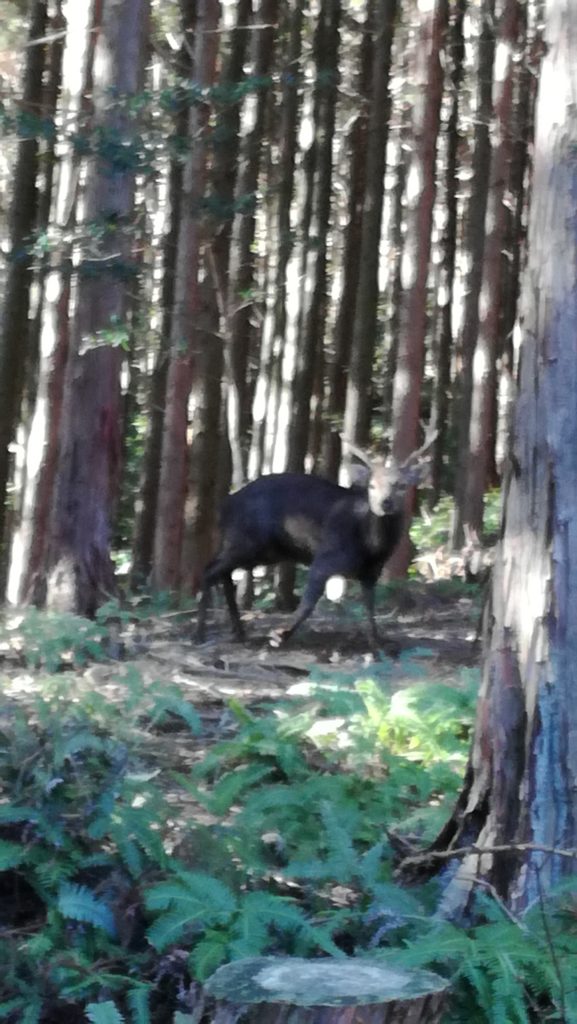 ３歳の立派な雄鹿